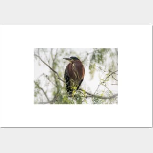 Green Heron Perched Posters and Art